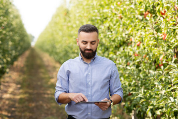 Naklejka na ściany i meble Modern businessman and smart device work on fruit farm in summer. Harvest season