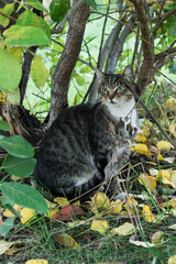 cat on the tree