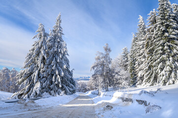 View of empty road with snow covered through a forest. Mountain winter landscape, an icy road in Bulgaria. 