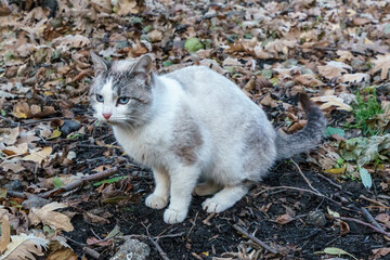 Gato en Valle del jerte en caceres