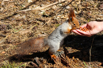 squirrel in the hands