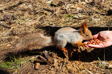 squirrel in the park