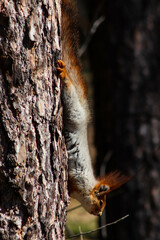 squirrel on a tree
