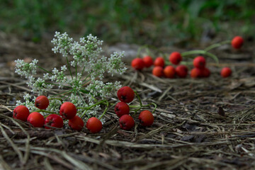 berries on a grass
