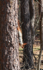 Obraz premium squirrel on tree trunk