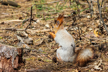 squirrel in the forest