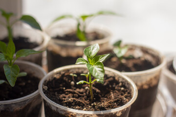 seedlings, young sprouts grow in cups on the windowsill.