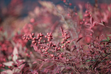 南天の赤い実　東京、赤坂にある東京ミッドタウン