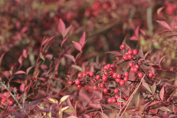 南天の赤い実　東京、赤坂にある東京ミッドタウン