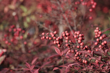 南天の赤い実　東京、赤坂にある東京ミッドタウン