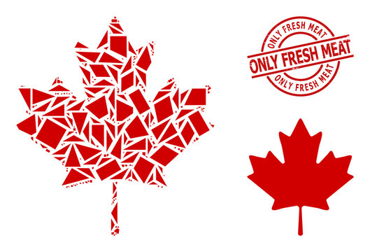 Simple geometric maple leaf mosaic and Only Fresh Meat unclean seal. Red seal contains ONLY FRESH MEAT text inside round and lines form. Vector maple leaf icon collage combined of scattered triangles,