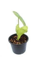 Green house plant isolated on white background