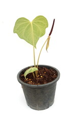 Green house plant isolated on white background