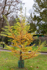 European larch tree (Larix decidua) in autumn in a city park