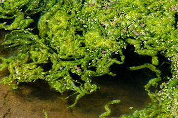 algae pond, Harmful algal bloom (NAV) is water bloom, which causes negative effects on other organisms through the production of natural toxins, HAV are often associated with large-scale deaths