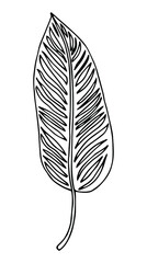 Single hand drawn tropical leaf of banana. In doodle style, black outline isolated on a white background. Design cute element for card, poster, social media banner, sticker. Vector illustration.
