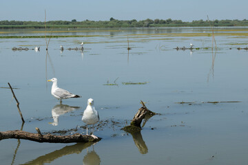 Several gulls are sitting on an old root. Danube delta in Romania.Lake view with birds. A seagull is standing on a floating piece of wood.