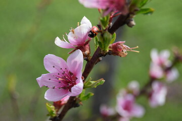 Delicate pink floral background with copy space and blurred background. Branches of peach tree in blooming in garden.  Selective focus