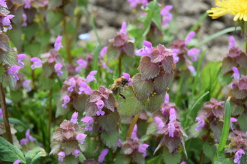 Close up view of a plant with purple flowers known as purple archangel and purple deadnettle in the family Lamiaceae. Selective focus