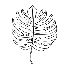 Single hand drawn tropical leaf of monstera. In doodle style, black outline isolated on a white background. Design cute element for card, poster, social media banner, sticker. Vector illustration.