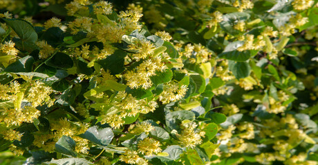 Linden flower is one of the ingredients of my special 