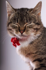 Cat with closed eyes. Portrait of a cat on a light background. Kitten close up. Tabby. Animal care. Kitten with a red ribbon around his neck. Pet care .Vertical image. Soft focus