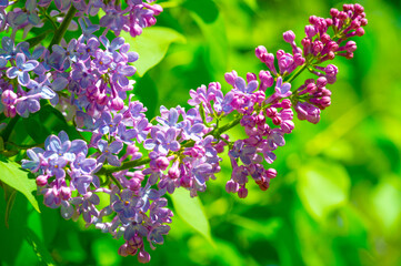Lilacs Since lilacs have one of the earliest flowering periods, they symbolize spring and renewal. The flower also symbolizes confidence, making it a traditionally popular gift for graduates.