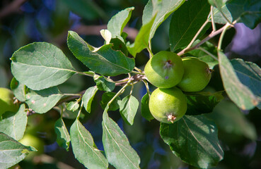 Wild apples. The apple tree was celebrated by Jews, Greeks, Romans and Scandinavians. Some thought the first couple of people were tempted by its fruits.