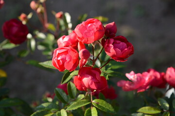 陽ざしを浴びて輝く小さな赤いバラの集まりが、花束のように美しい風景