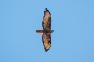 red tailed hawk