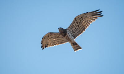 A hawk flying in the sky