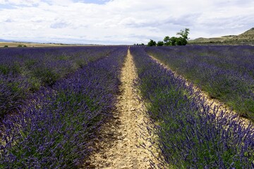 Fototapeta na wymiar Blooming lavender fields in teruel with real tones and colors and fragrant flowers