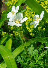 Anemonoides nemorosa woody anemone is an early spring flowering plant from the ranunculaceae family...