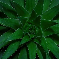 Aloes aristata. A compact variety of aloe with dark green pointed leaves with delicate light spines.