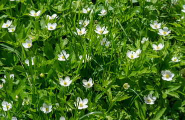 Anemonoides nemorosa woody anemone is an early spring flowering plant from the ranunculaceae family Ranunculaceae, anemone, thimble and fox scent. - obrazy, fototapety, plakaty