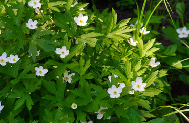Anemonoides nemorosa woody anemone is an early spring flowering plant from the ranunculaceae family...