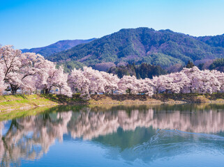 Obraz premium 春イメージ 信州の桜風景