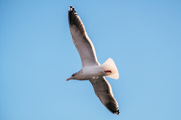 bird in city
