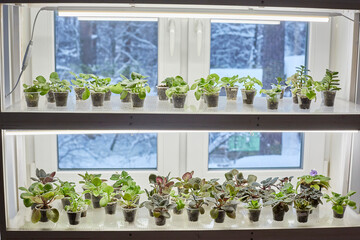 Shelves with a lamp on the window. Growing saintpaulia, african violets. International hobby and small business.