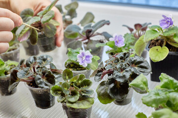 saintpaulia, african violets, Sprouts of Uzambar violets. Focus on the curly violet. In the background, hands are loosening a green sprout. international hobby and business.
