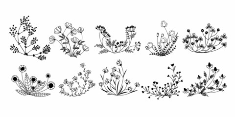 Black line art plants set. Doodle style field and meadow plants. Collection of hand drawn floral flowers, leaves and berries. Wild flowers