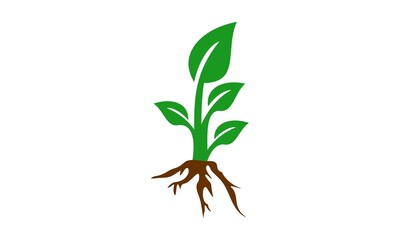 Fototapeta na wymiar growth leaf vector logo