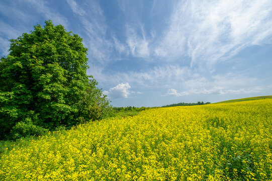 Yellow field. Rapeseed is the third largest source of vegetable