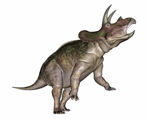 Fototapeta premium Triceratops dinosaur roaring head up - 3D render