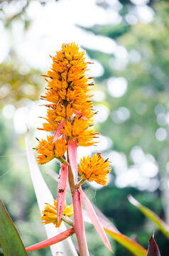 Close up yellow "quesnelia" flower in a spring season at a botanical garden.