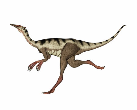 Pelecanimimus dinosaur running fast head up - 3D render