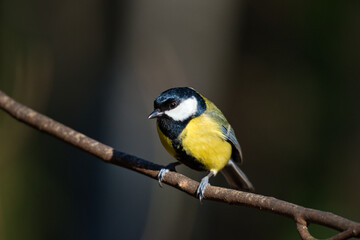 Obraz premium Great tit sits on a branch