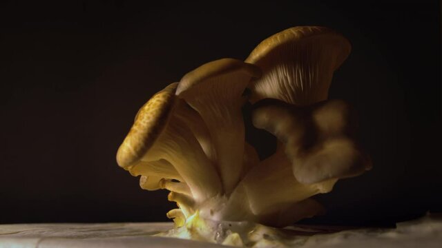 Close up time lapse of brown edible Oyster mushrooms growing on black background