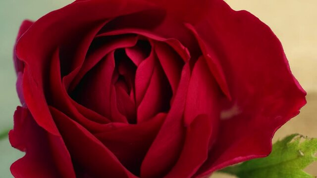 Top view of the blossoming petals of a red rose flower close-up in timelapse shooting. Life cycle of romantic plant. Concept of blooming flora in multi-day shooting in few seconds in time laps mode.