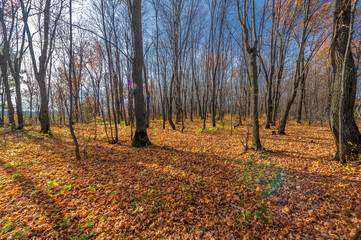 Autumn landscape photography, the European part of the Earth. Bi